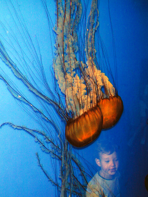 Monterey Bay Aquarium May 2001 14