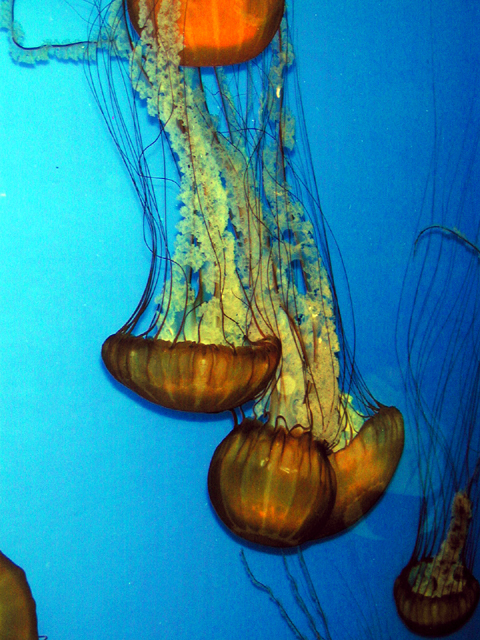 Monterey Bay Aquarium May 2001 15
