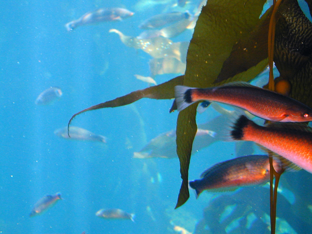 Monterey Bay Aquarium July 2002 1