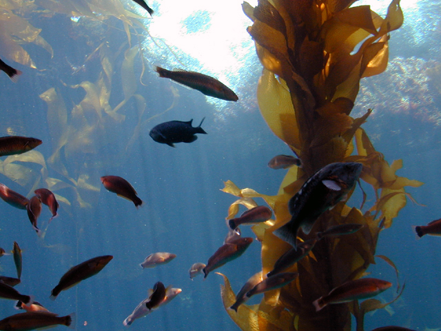 Monterey Bay Aquarium July 2002 4