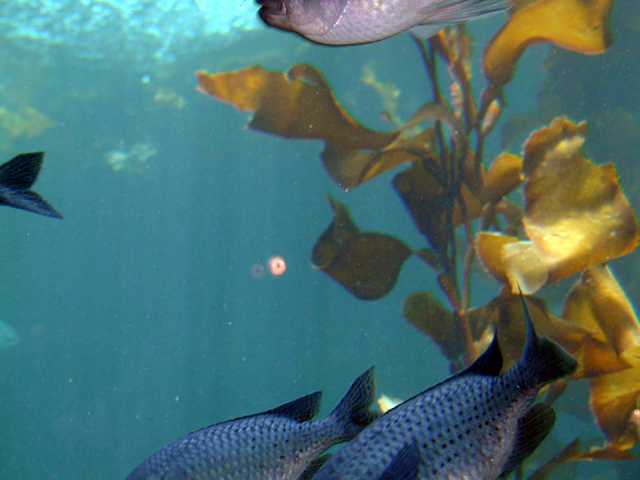 Monterey Bay Aquarium July 2002 5