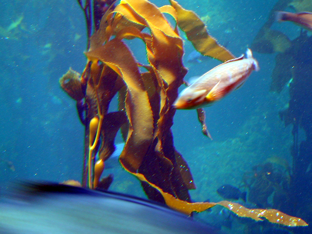 Monterey Bay Aquarium July 2002 6