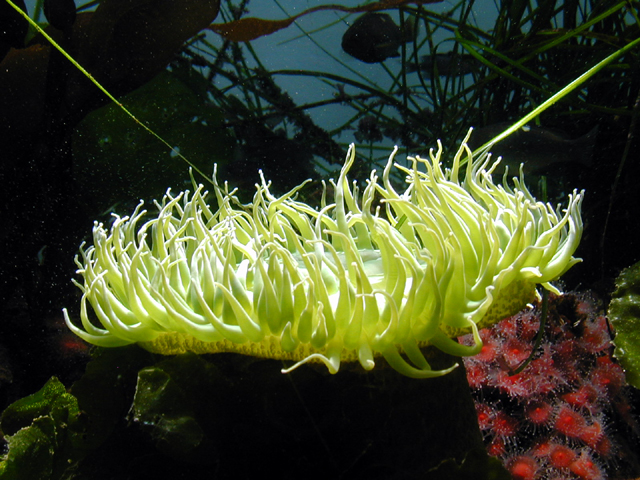 Monterey Bay Aquarium July 2002 8