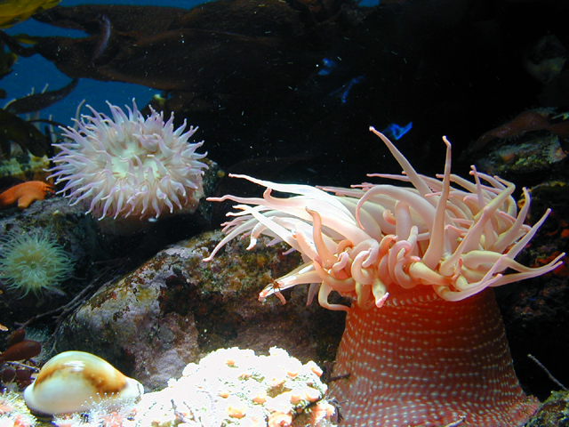 Monterey Bay Aquarium July 2002 11