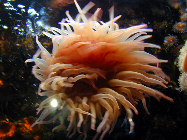 Monterey Bay Aquarium July 2002 13