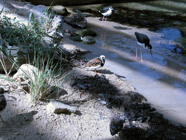 Monterey Bay Aquarium August 2003 3