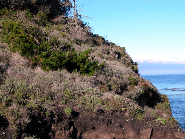 Point Lobos December 2004 3