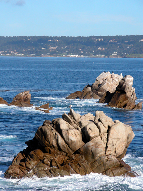 Point Lobos December 2004 4