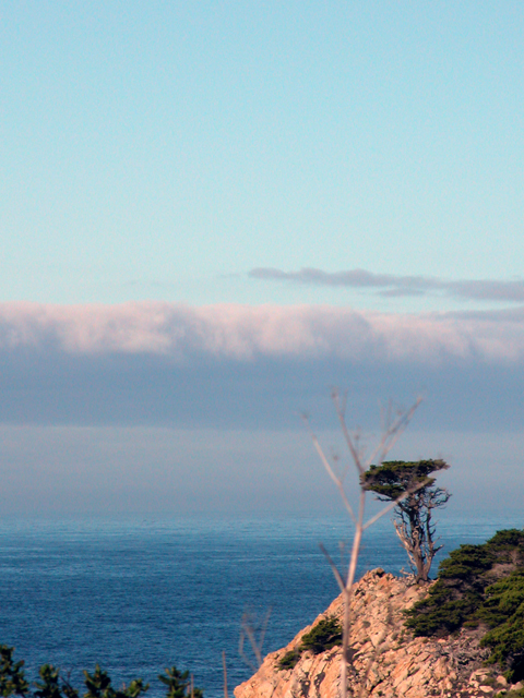 Point Lobos December 2004 7