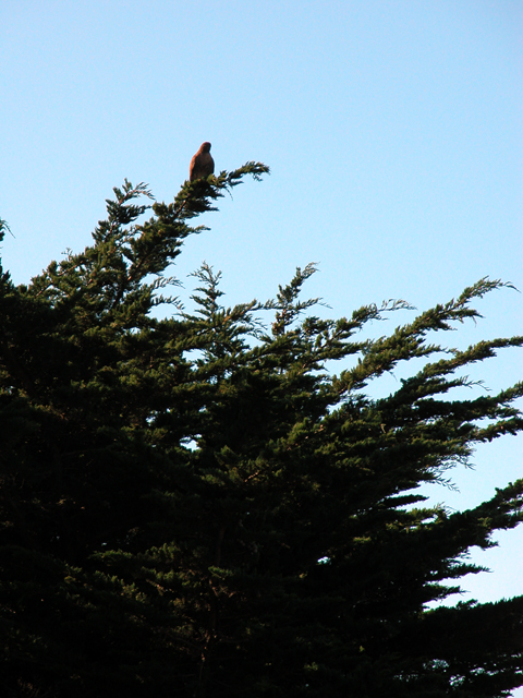 Point Lobos December 2004 9