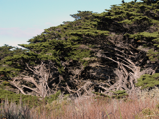 Point Lobos December 2004 11