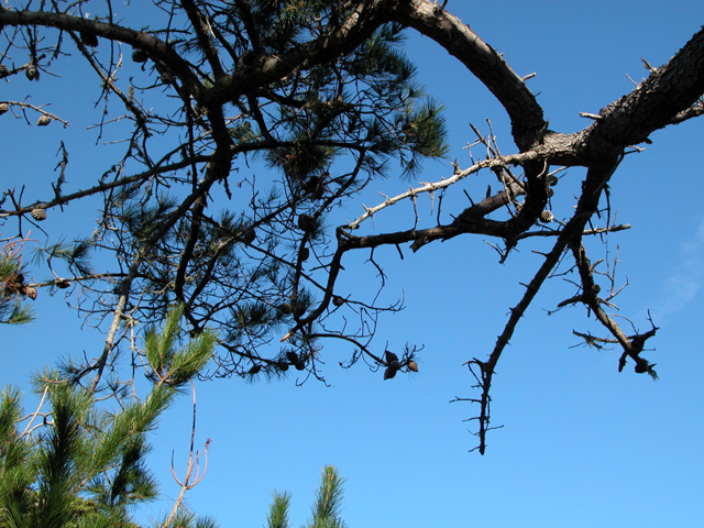 Point Lobos December 2004 12