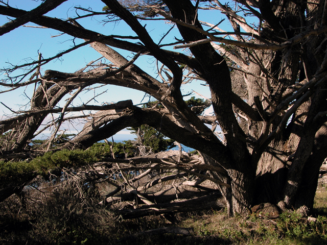 Point Lobos December 2004 13