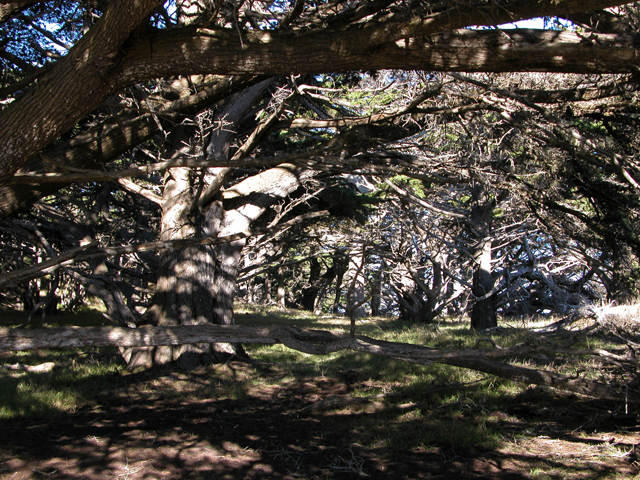 Point Lobos December 2004 14