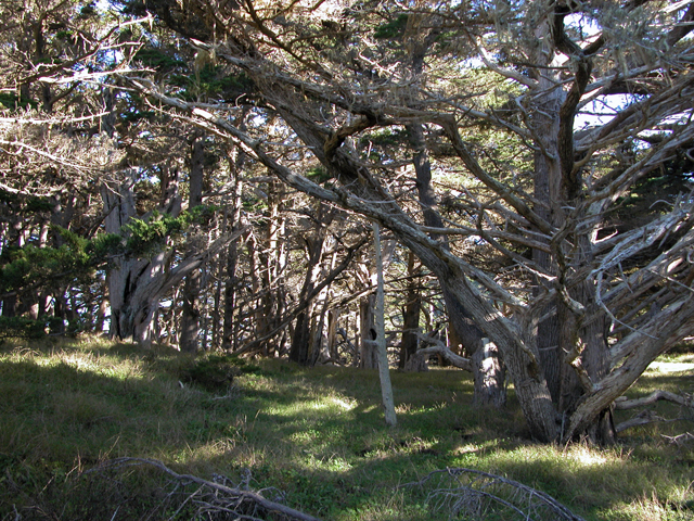 Point Lobos December 2004 16